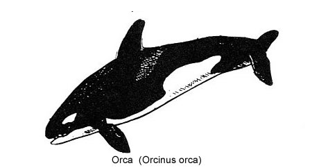 orca (Orcinus orca)
